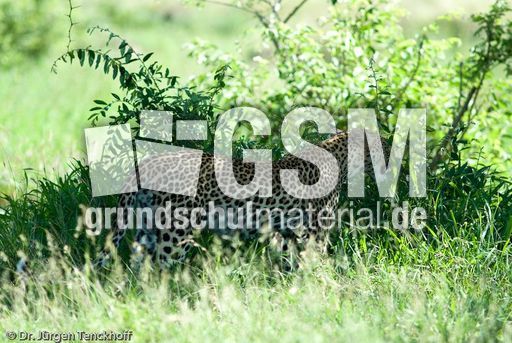 leopard (31 von 60).jpg